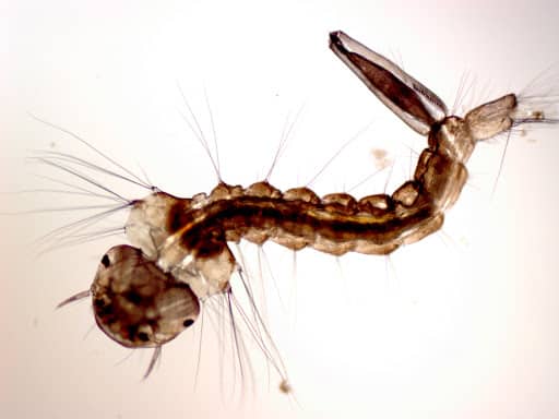 larva di zanzara