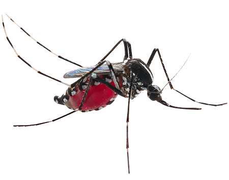 zanzara comune