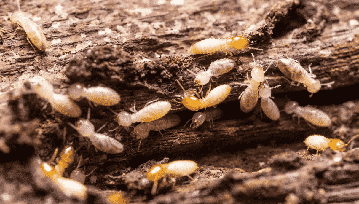 termiti del legno disinfestazione
