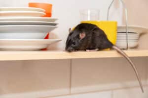 Ciò che distingue il ratto grigio, il ratto di fogna e la pantegana dal ratto nero e dal ratto dei tetti sono le dimensioni del corpo che sono più grandi
